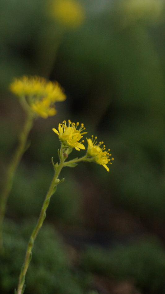 Saxifraga ferdinandi-coburgi - Frühlings-Steinbrech