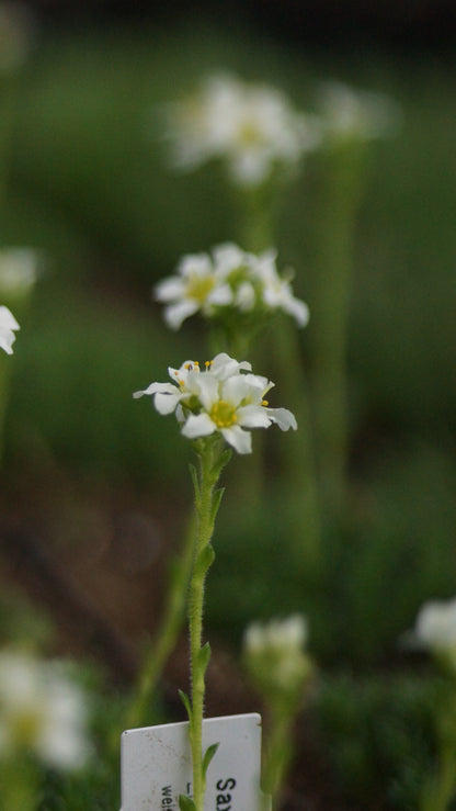 Saxifraga x apiculata 'Alba' - Elfenbein-Steinbrech