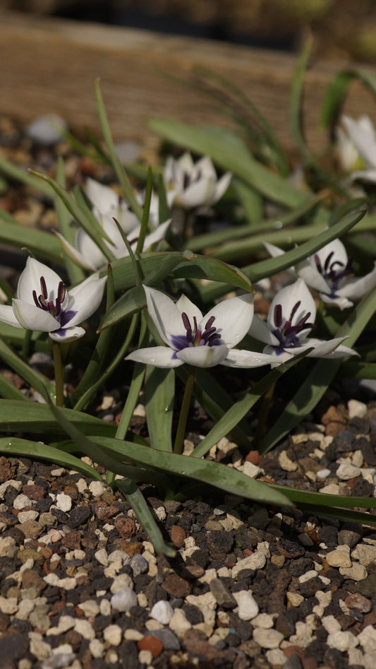 Tulipa humilis 'Alba Coerulea Oculata' - Zwerg-Tulpe
