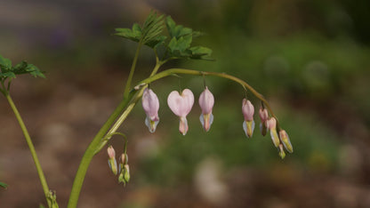 Lamprocapnos spectabilis 'Cupid' - Tränendes Herz