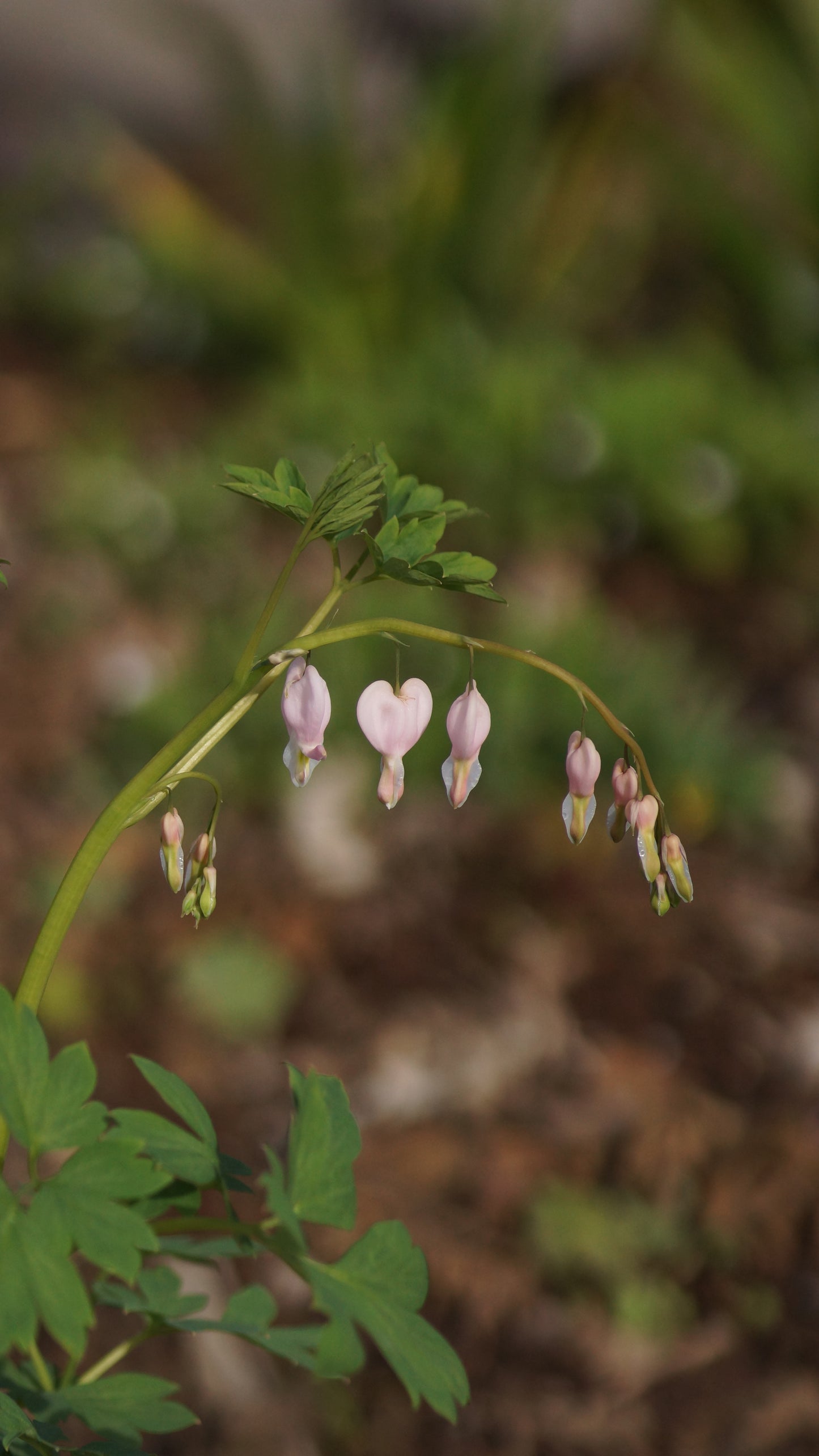 Lamprocapnos spectabilis 'Cupid' - Tränendes Herz