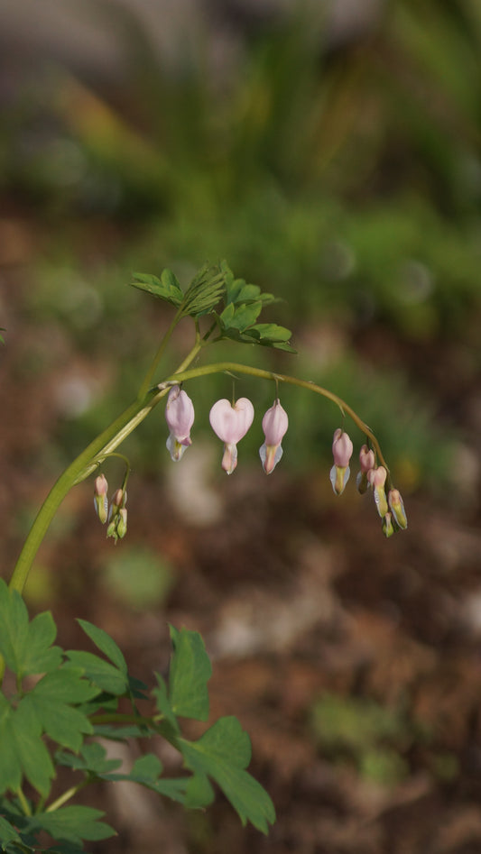 Lamprocapnos spectabilis 'Cupid'