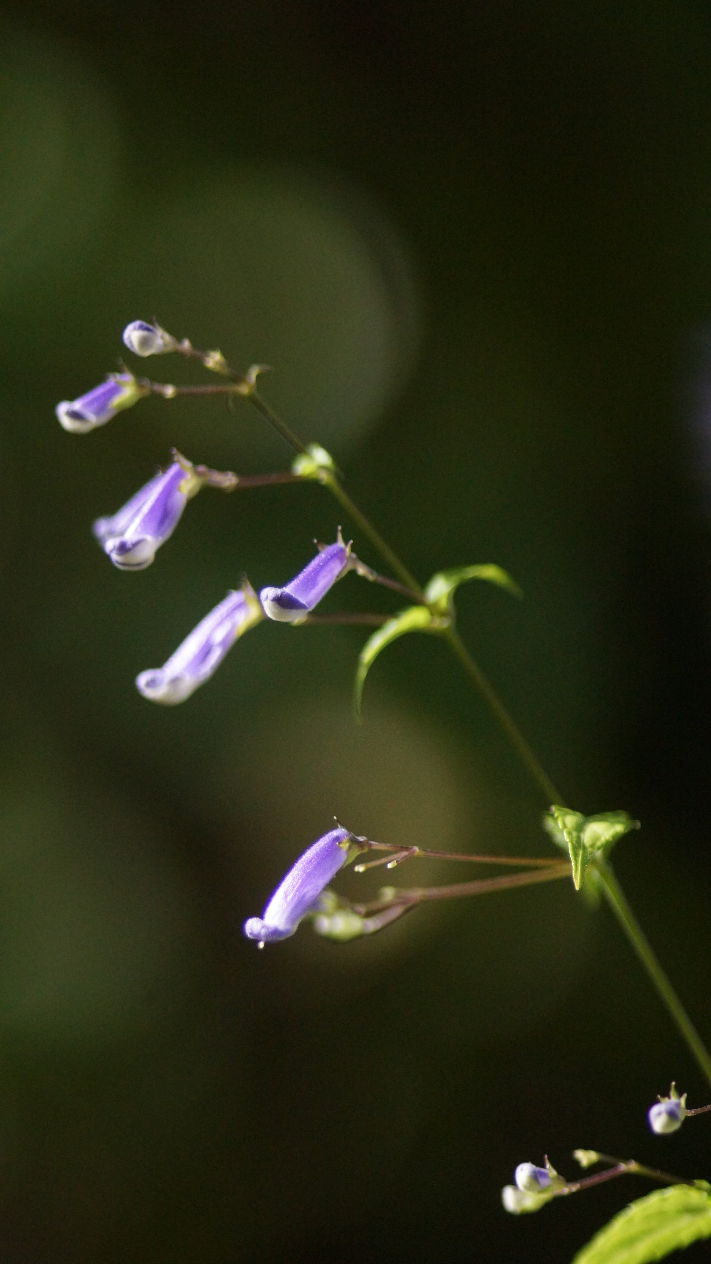 Isodon longitubus (Syn. Rabdosia longituba) - Langröhrige Amethystblume