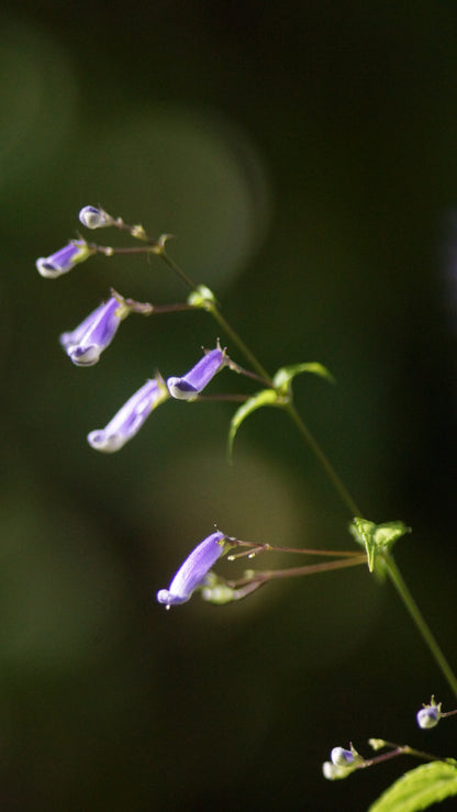 Isodon longitubus (Syn. Rabdosia longituba) - Langröhrige Amethystblume
