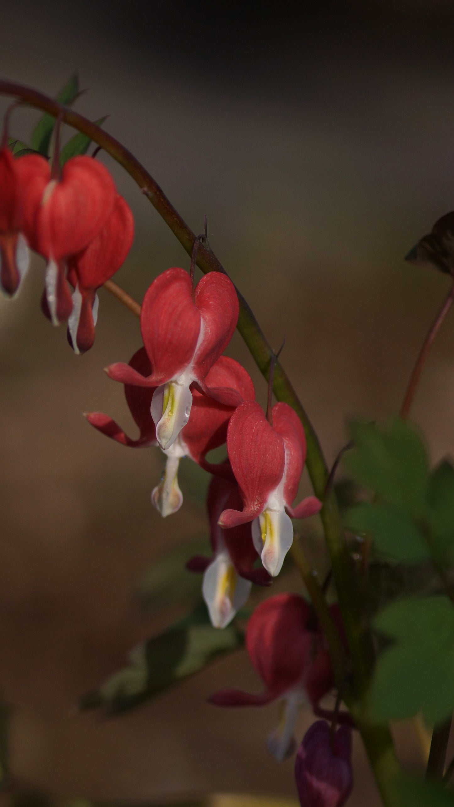 Lamprocapnos spectabilis 'Valentine®' - Tränendes Herz