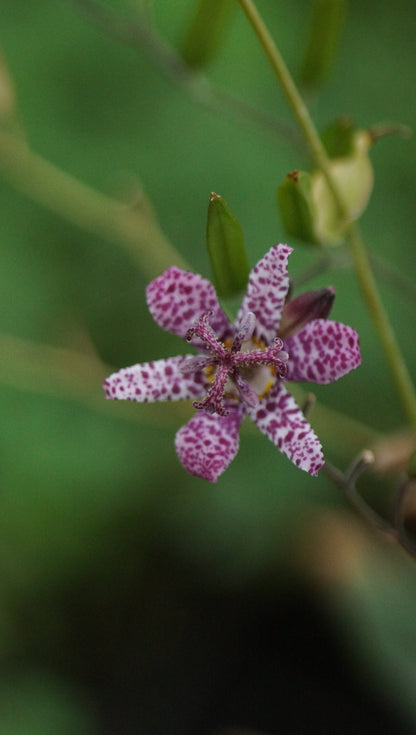 Tricyrtis hirta 'Blue Wonder' - Borstige Krötenlilie