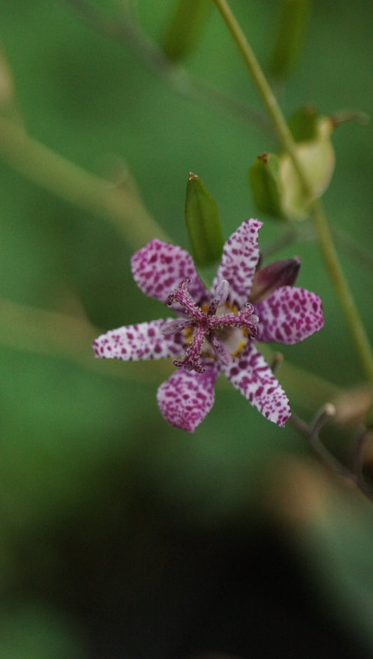 Tricyrtis hirta 'Blue Wonder' - Borstige Krötenlilie
