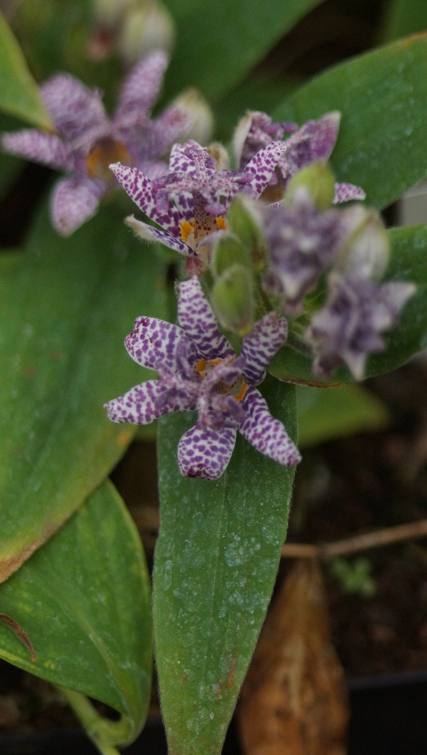 Tricyrtis hirta 'Miyazaki' - Borstige Krötenlilie