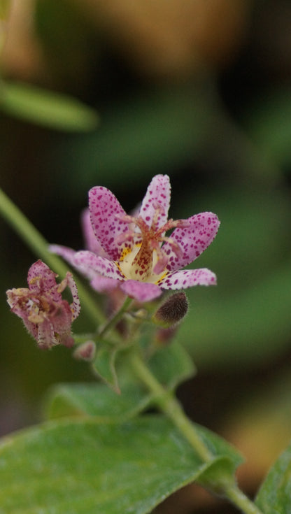 Tricyrtis formosana 'Pink Freckles' - Krötenlilie