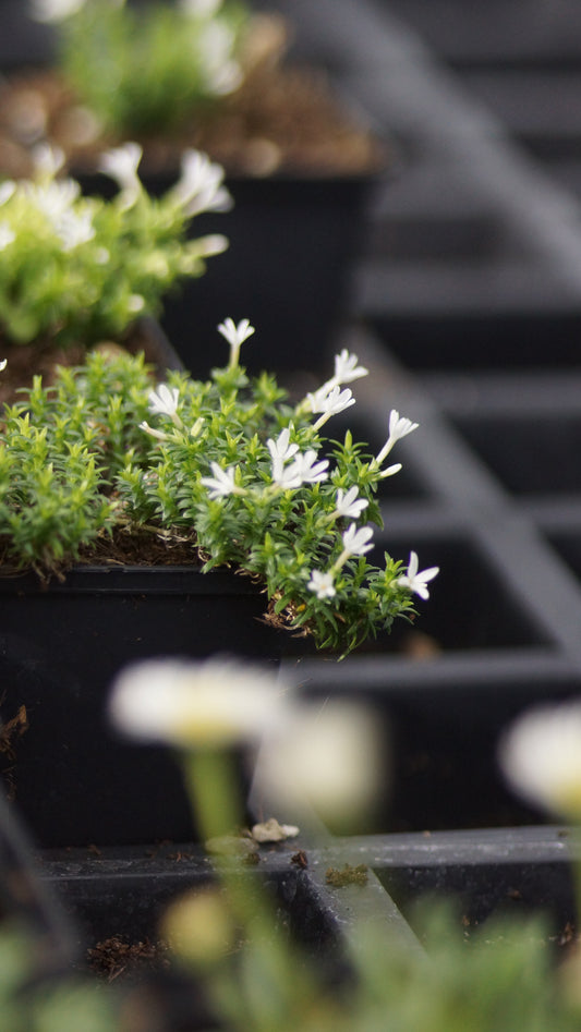 Phlox colvillei - Moospolster-Phlox