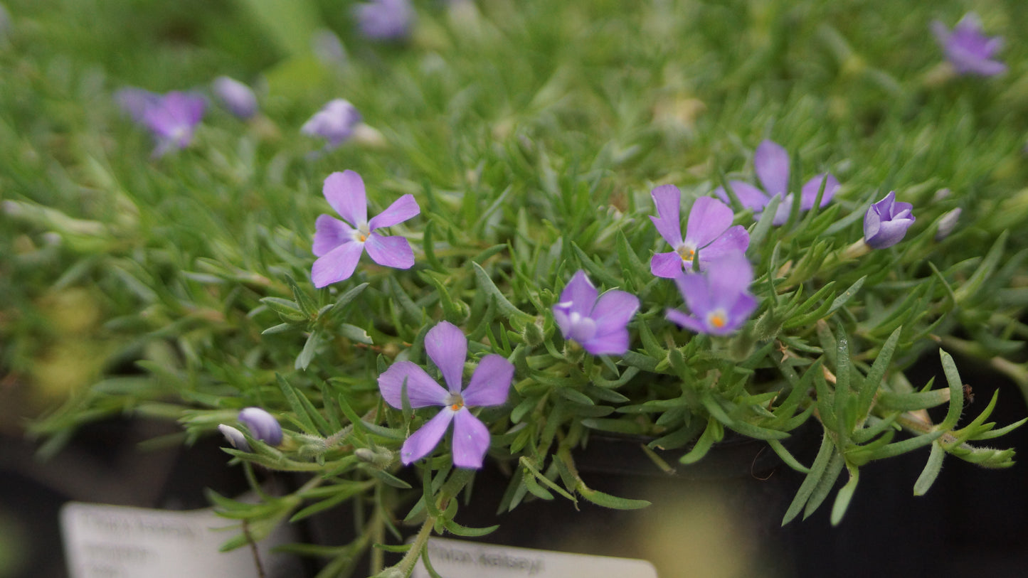 Phlox kelseyi - Marsch-Phlox