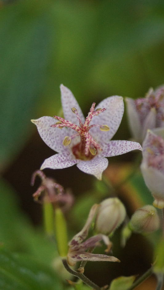 Tricyrtis formosana 'Spotted Toad' - Krötenlilie