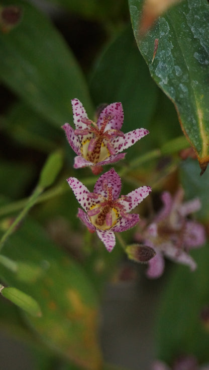 Tricyrtis formosana 'Pink Freckles' - Krötenlilie