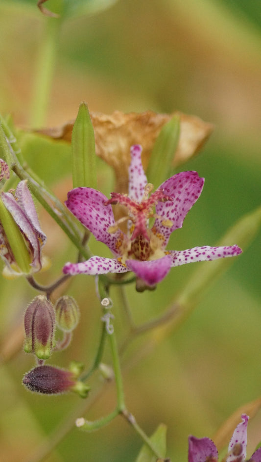Tricyrtis formosana 'Autumn Glow' - Krötenlilie