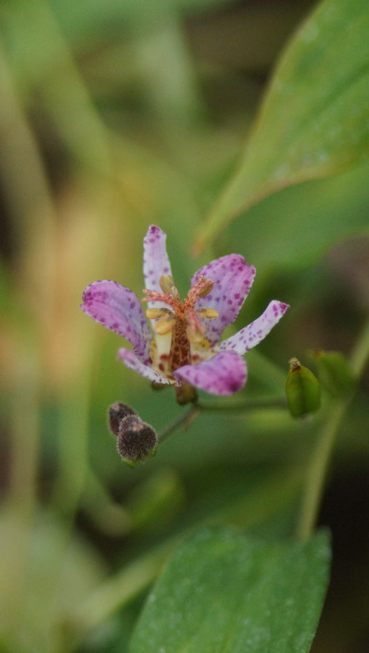 Tricyrtis formosana 'Seiryu' - Krötenlilie
