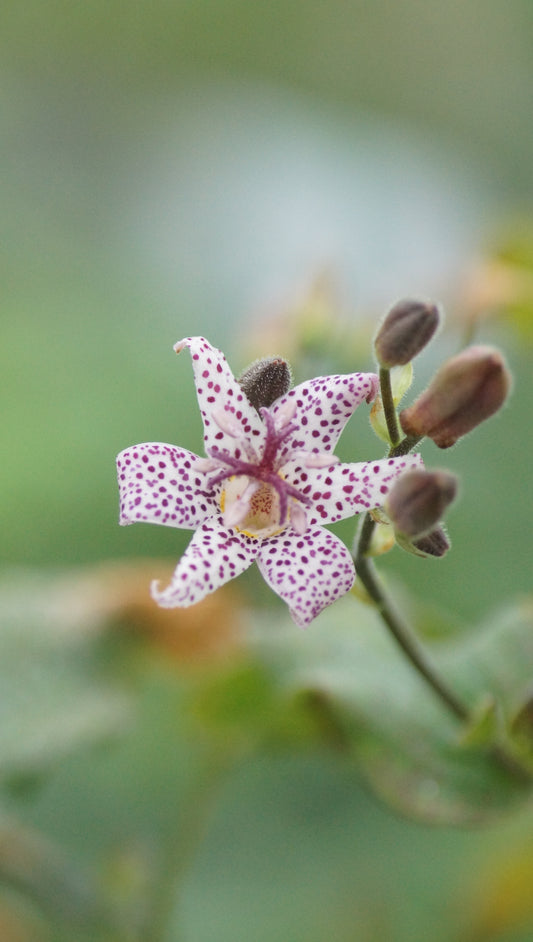 Tricyrtis formosana - Krötenlilie