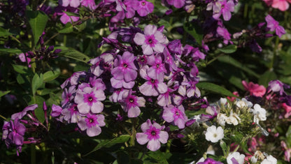 Phlox paniculata 'Mister Iks' - Hoher Stauden-Phlox