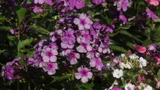 Phlox paniculata 'Mister Iks' - Hoher Stauden-Phlox