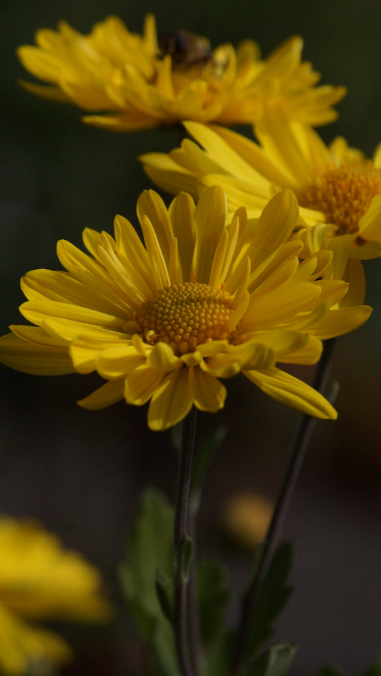 Chrysanthemum Indicum-Hybride 'Schaffhausen' - Herbst-Chrysantheme