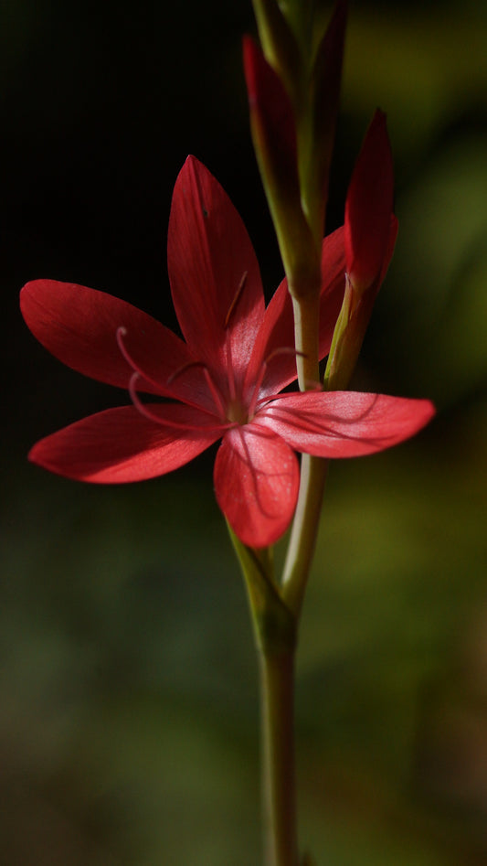 Schizostylis coccinea (Syn. Hesperantha coccinea) - Roter Sumpfspaltgriffel