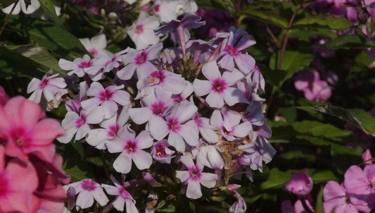 Phlox paniculata 'Wildfang' - Hoher Stauden-Phlox