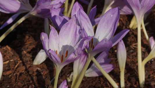 Colchicum speciosum - Riesen-Herbstzeitlose