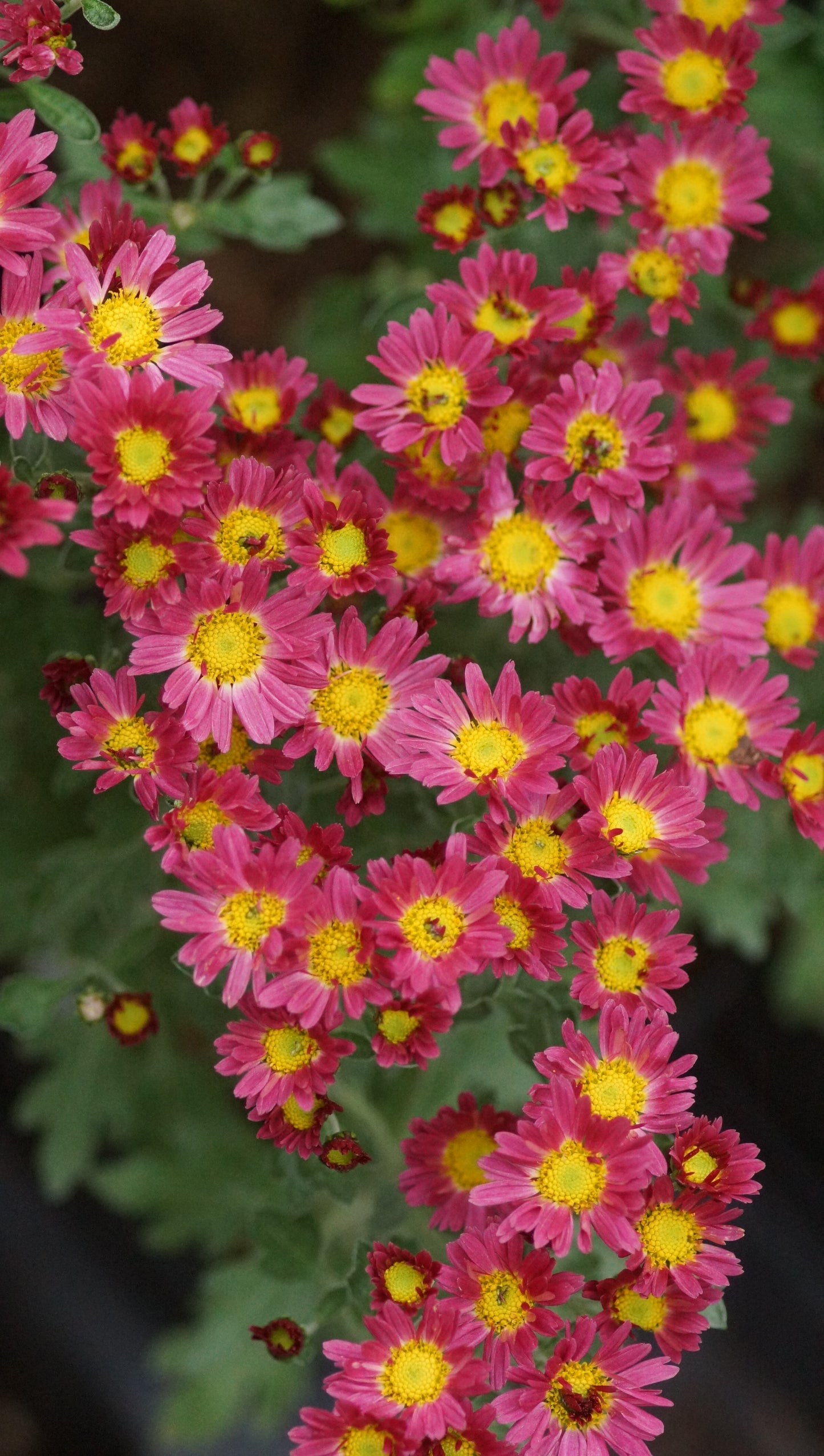 Chrysanthemum pacificum 'Bellania Bengo Rosa' - Herbst-Chrysantheme