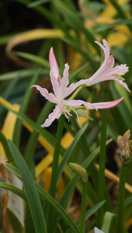 Nerine bowdenii 'Lipstick' - Guernseylilie