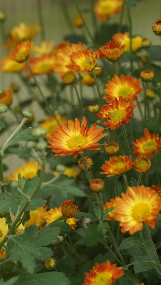 Chrysanthemum Indicum-Hybride 'Dernier Soleil' - Herbst-Chrysantheme