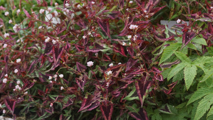 Persicaria runcinata 'Purple Fantasy' - Buntblatt-Knötrich