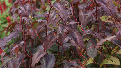 Persicaria microcephala 'Red Dragon' - Buntblatt-Knötrich