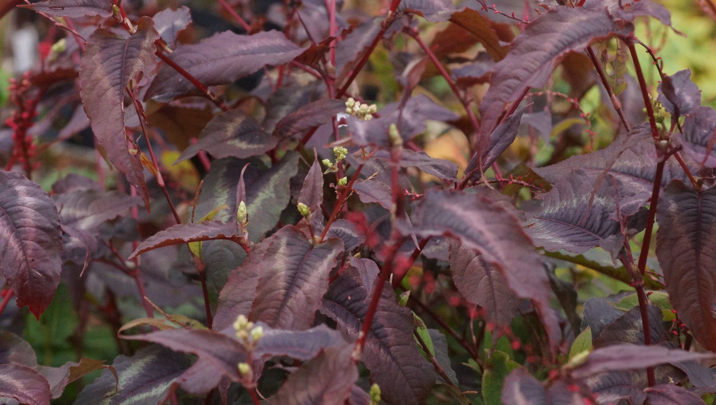 Persicaria microcephala 'Red Dragon' - Buntblatt-Knötrich