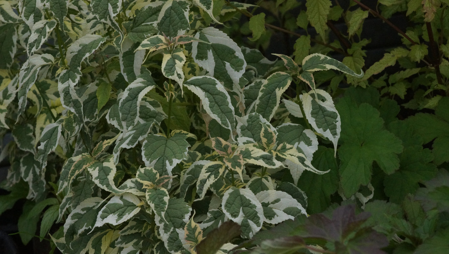 Tripora divaricata 'Snow Fairy' - Staudenbartblume