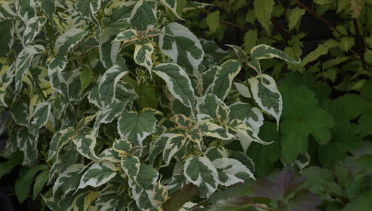 Tripora divaricata 'Snow Fairy' - Staudenbartblume