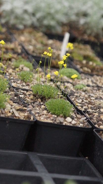 Draba bryoides var. imbricata - Kaukasisches Hungerblümchen