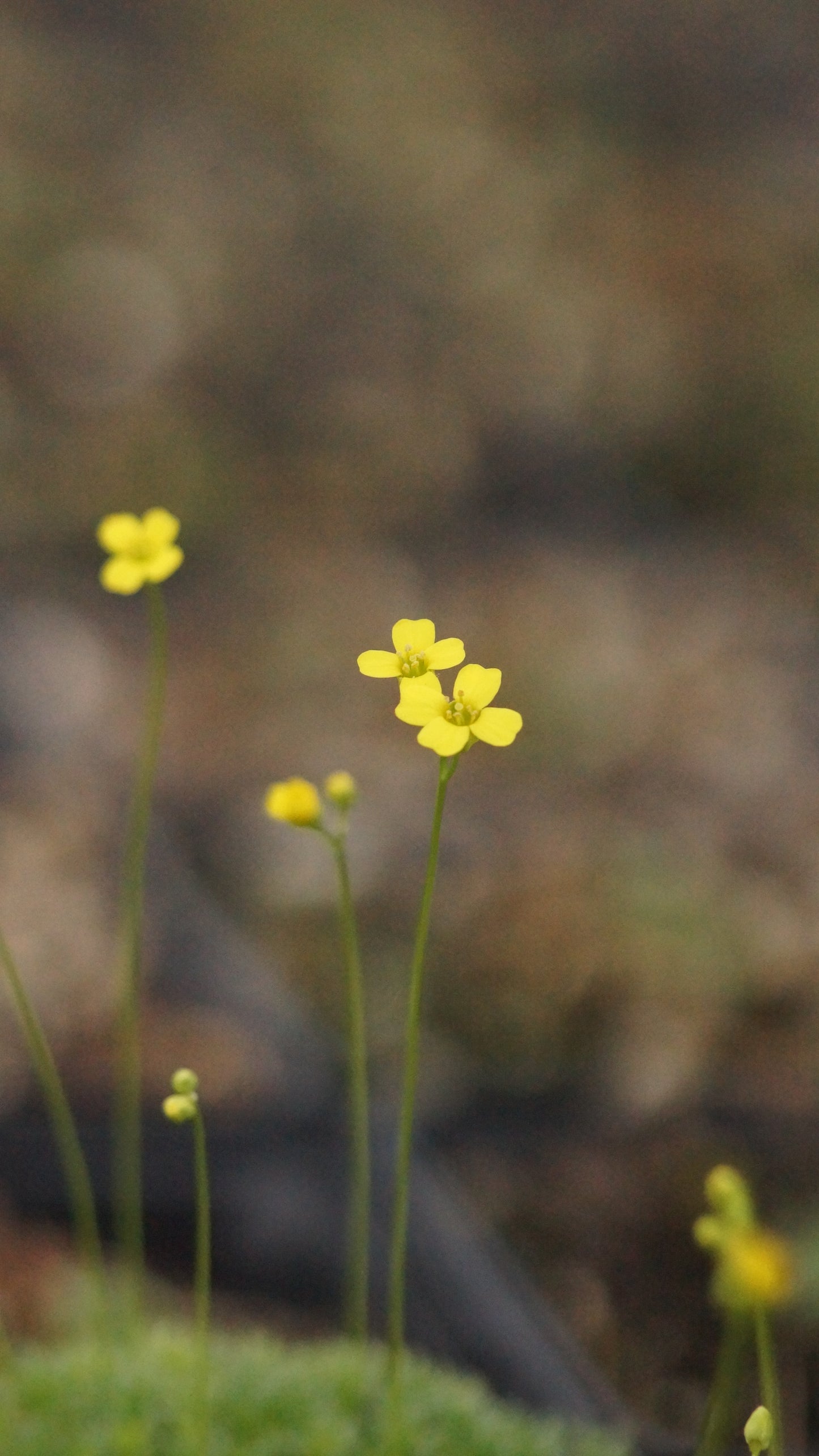 Draba bryoides var. imbricata - Kaukasisches Hungerblümchen