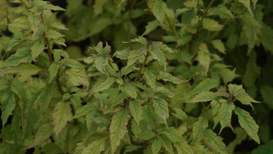 Tripora divaricata 'Jade Shades' - Staudenbartblume