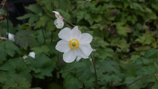 Anemone Japonica-Hybride 'Andrea Atkinson' - Herbst-Anemone