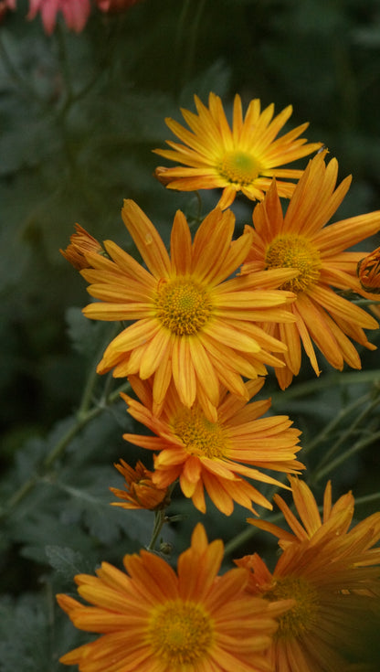 Chrysanthemum Indicum-Hybride 'Orange von Egloff