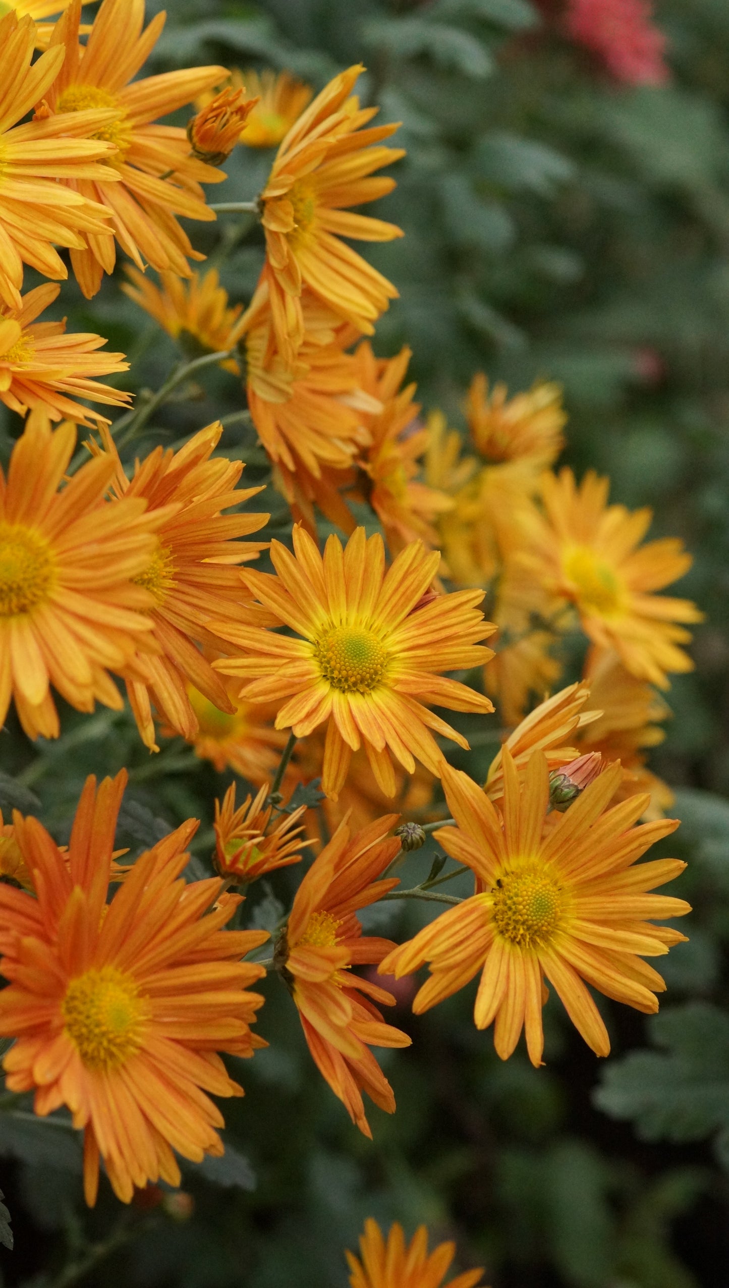 Chrysanthemum Indicum-Hybride 'Orange von Egloff