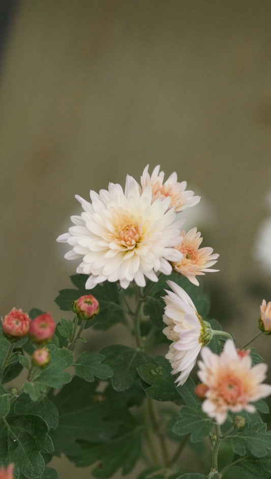 Chrysanthemum Indicum-Hybride 'Nummer 21' - Herbst-Chrysantheme