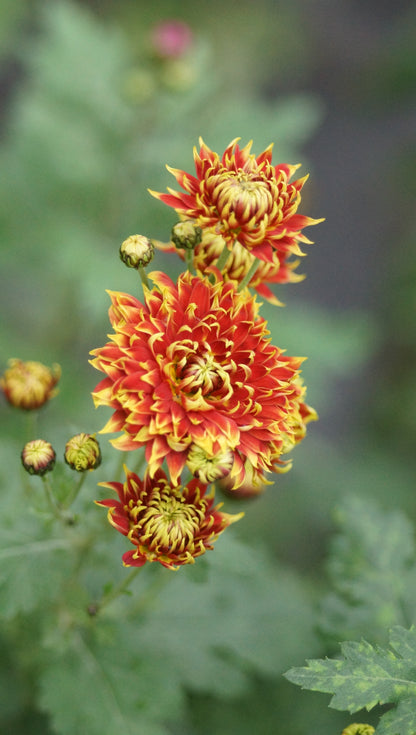 Chrysanthemum Indicum-Hybride 'Granatapfel' - Herbst-Chrysantheme