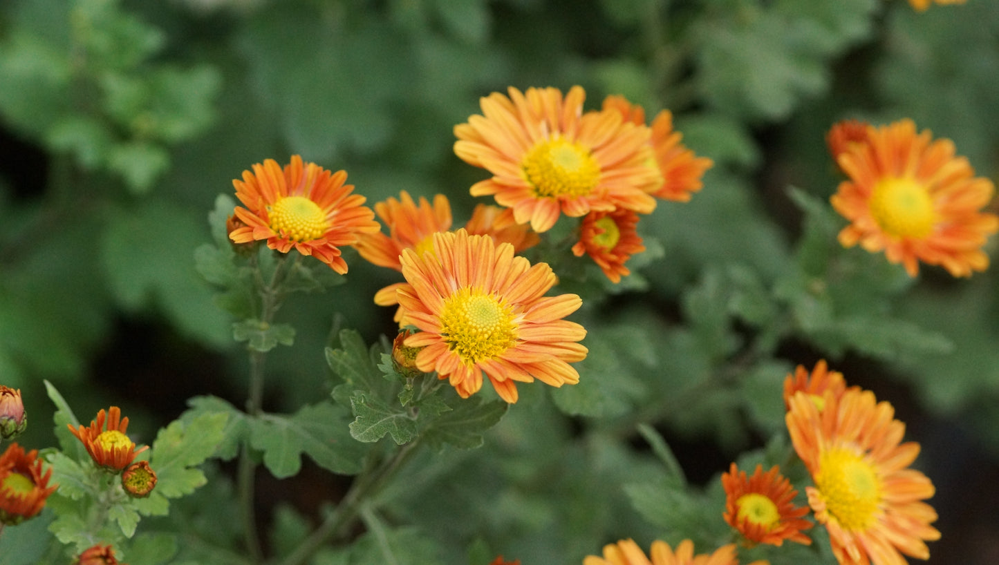 Chrysanthemum Indicum-Hybride 'Irish Sophie Orange' - Herbst-Chrysantheme
