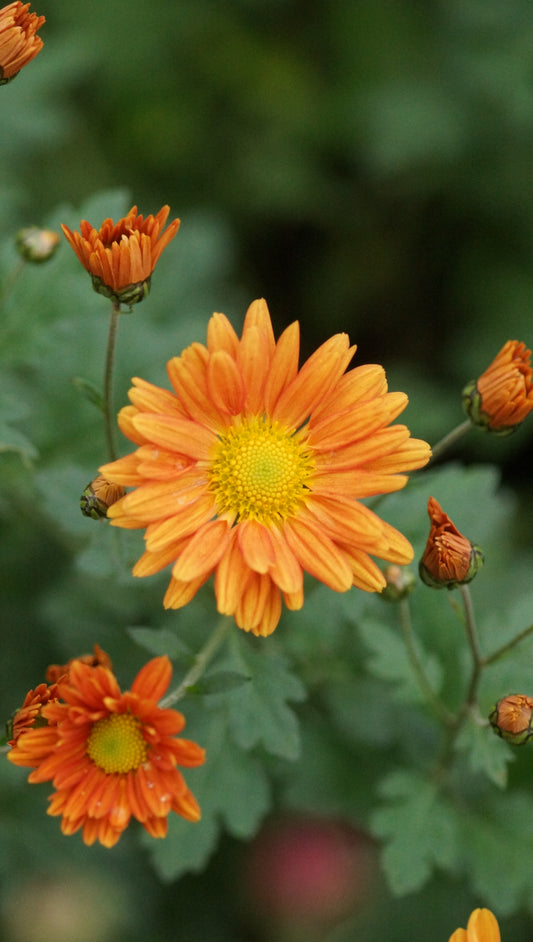Chrysanthemum Indicum-Hybride 'Irish Sophie Orange' - Herbst-Chrysantheme