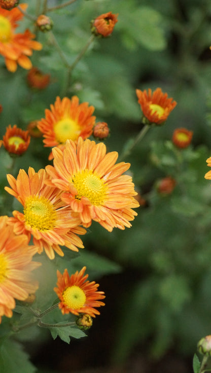 Chrysanthemum Indicum-Hybride 'Irish Sophie Orange' - Herbst-Chrysantheme