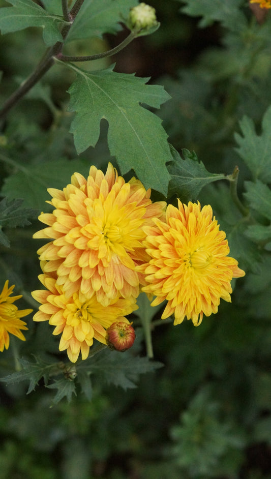 Chrysanthemum Indicum-Hybride 'Goldtopas' - Herbst-Chrysantheme