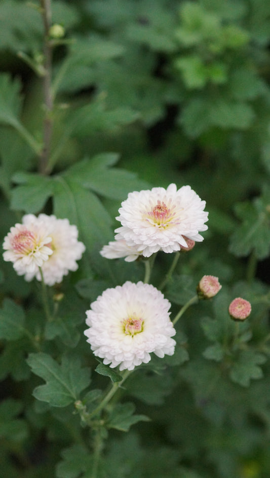 Chrysanthemum Indicum-Hybride 'Julia' - Herbst-Chrysantheme