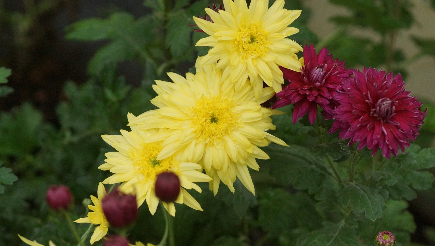 Chrysanthemum Indicum-Hybride 'Edelgard' - Herbst-Chrysantheme