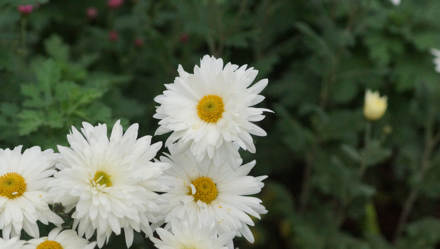 Chrysanthemum Indicum-Hybride 'Neuchâtel' - Herbst-Chrysantheme