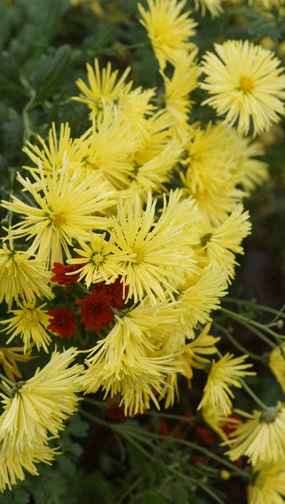 Chrysanthemum Indicum-Hybride 'Satelitte' - Garten-Chrysantheme